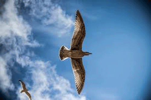bird2