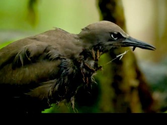 bird